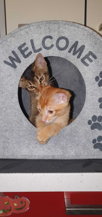 Чаузи Мега крупный котенок