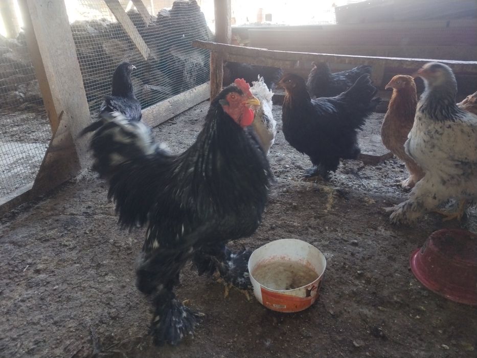 Брама тоза хуроз ва товуклари