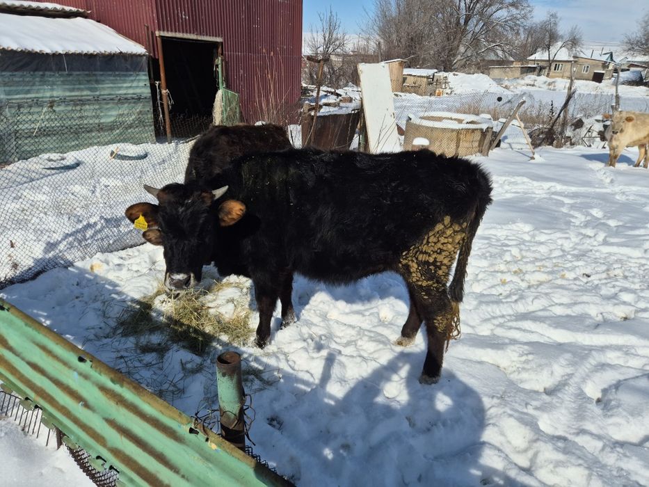 Екы тайынша сатылады