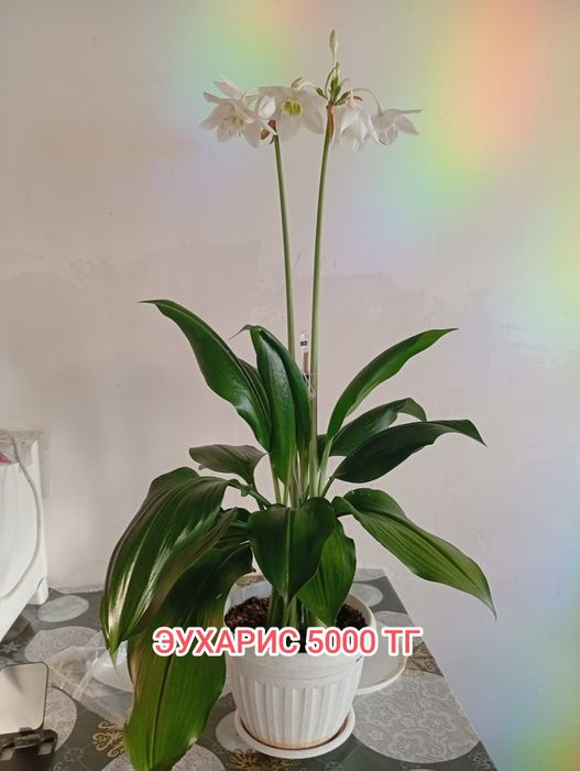 Продам домашние цветы