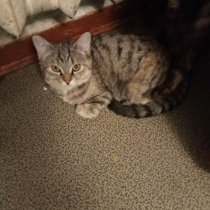 Раздам котят 3,5 месяца. Британцы короткошерстные.