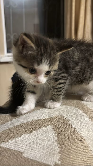 Котята девочки Домашние