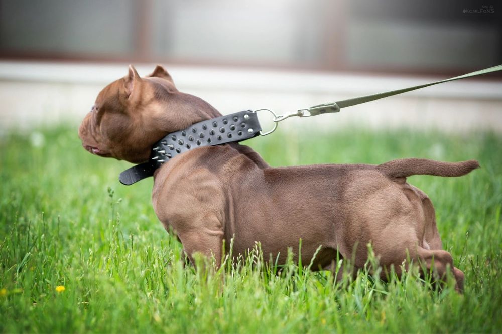 Американский булли щенки