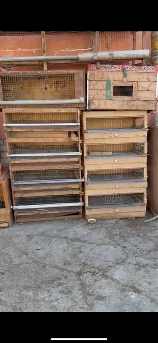 Тауық кепелер арзан бағада