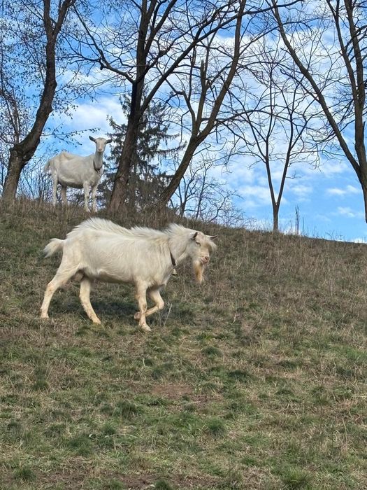 Vând țap rasa sanen