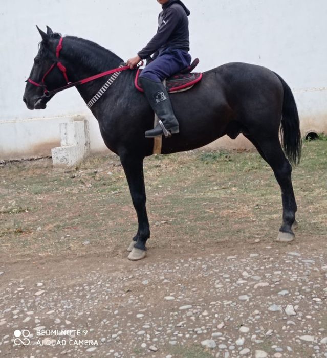 Лошади QORABAYIR  . Qorabayir Qorabayir