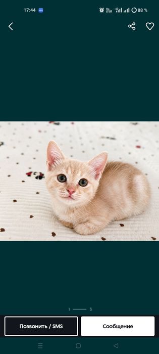 Отдам котенка  .