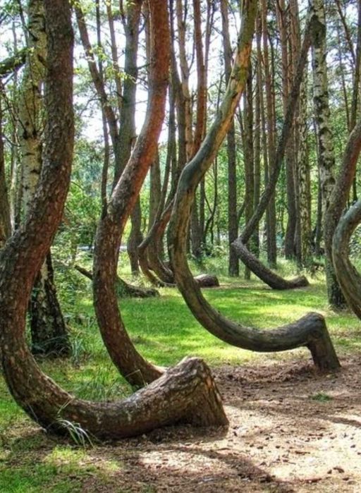 Caut lemn rotund curbat