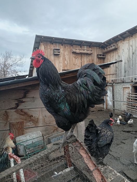 De vânzare cocoși tineri