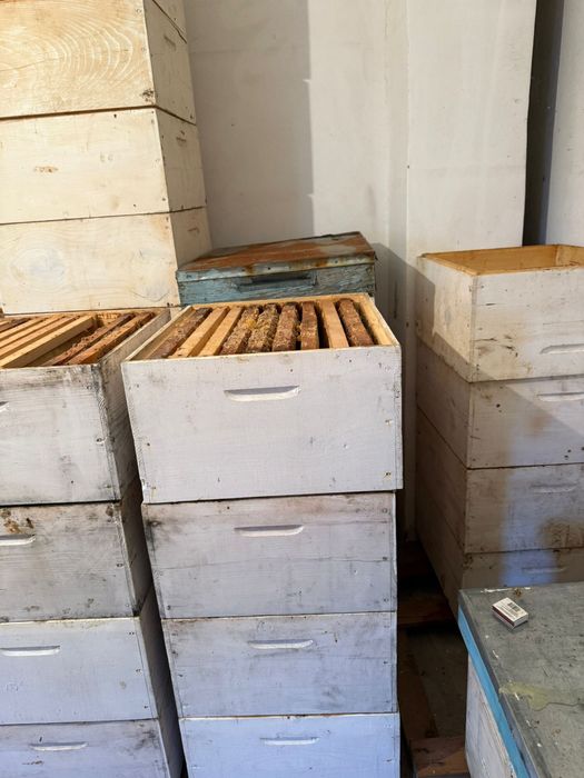 lazi apicole, rame crescute 3/4