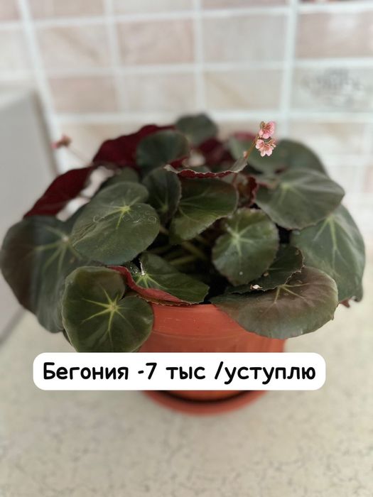 Молочай, Декабрист, Бегония