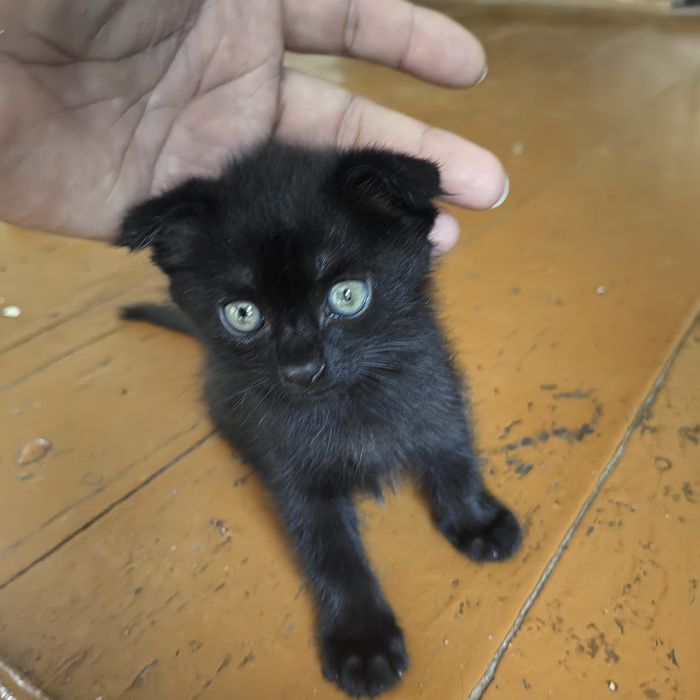 Продам котят вислоухие
