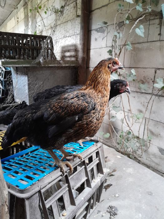 Ярки,Патки,Домашни кокошки,,Петли,Пилета кръстоска .