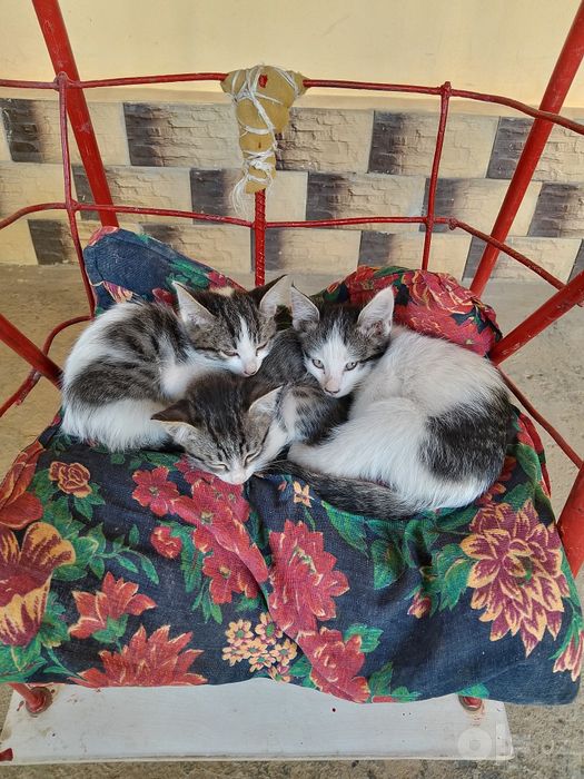 Котята, самцы, 3 шт