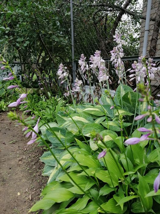 Хоста, вербейник монетчатый