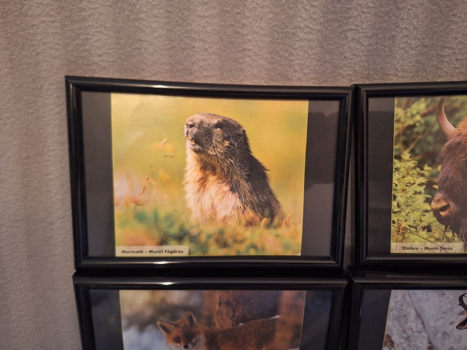 Set 6 tablouri animale 15/10 cm
