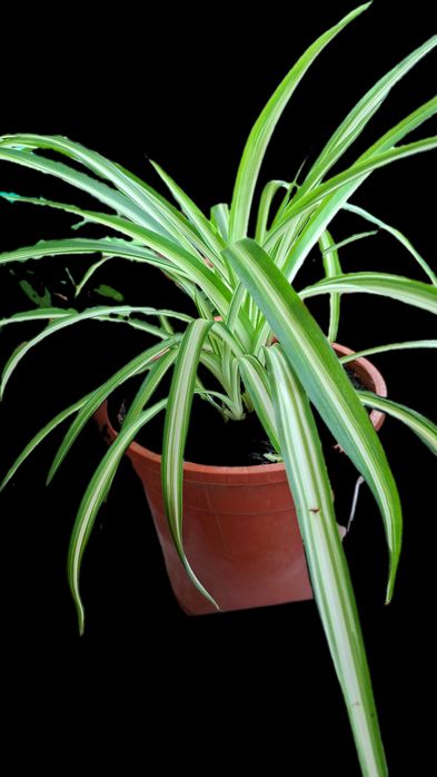pt cadou Zamioculcas inflorita,monstera adansonii,planta paianjen,hoya