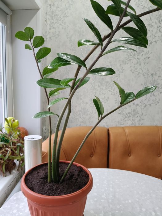Замиокулькас (долларовое дерево)
