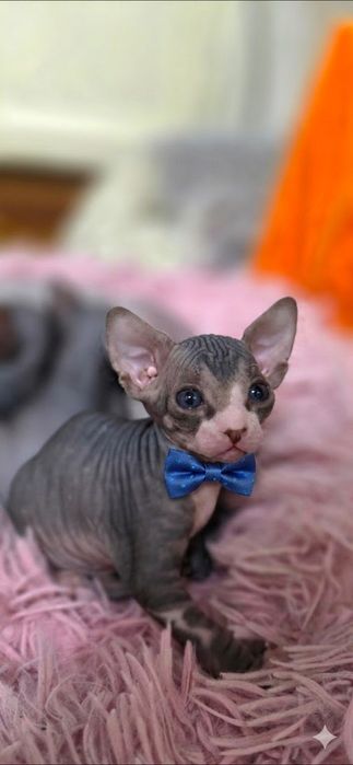 Продам котят канадского сфинкса