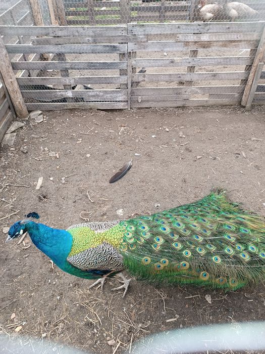 Familie pauni standard