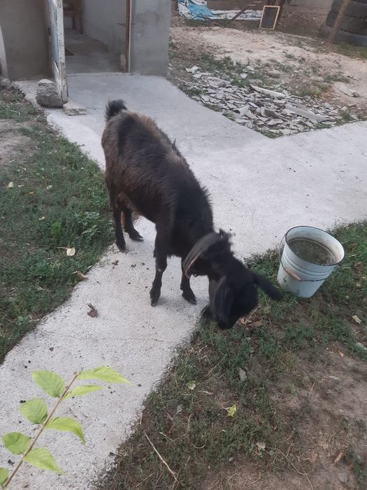 Ешкілер лақтар сатылады
