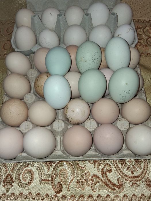 Gaini  Brahma si oua pt incubat Brahma, Araucana, curca, Wyandotte