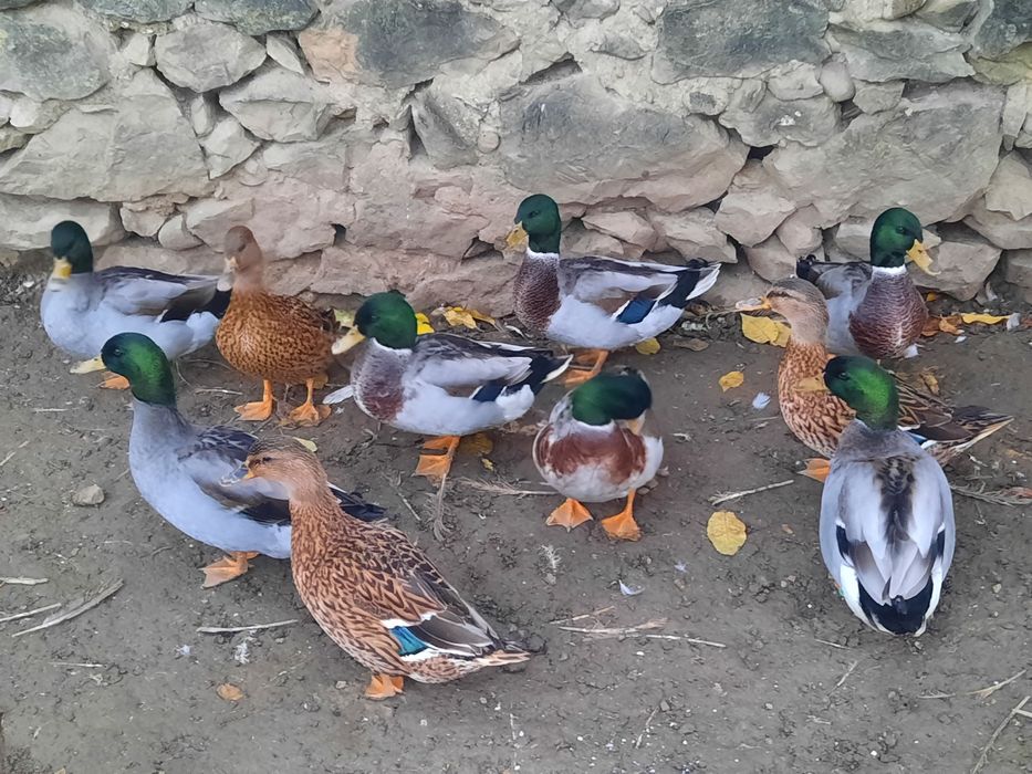 Rațe salbatice ( 4 ratoi disponibili)