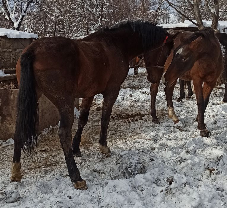 Продам жеребца, конь, лошадь,ат,жылкы