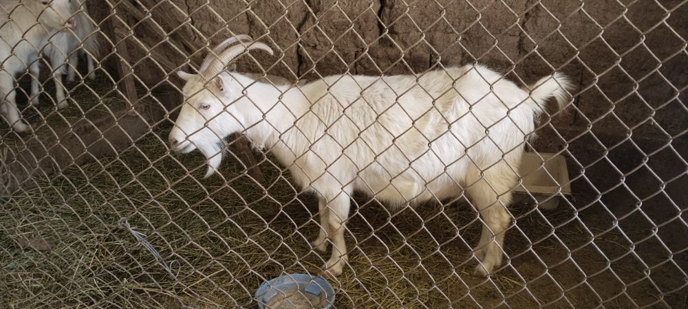 Сүтті ешкілер, Козы молочные