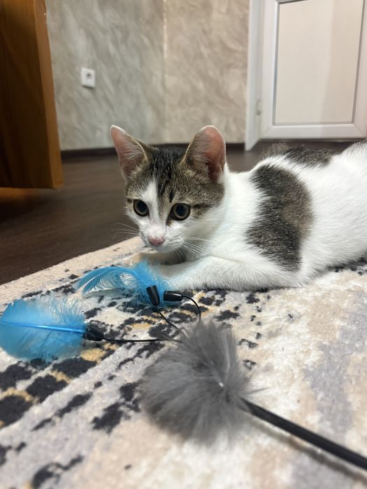 Отдам котёнка бесплатно