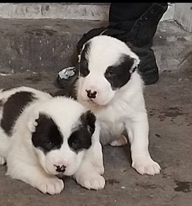 Щенки алабай  ...