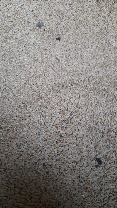 Vând orz producție 2025