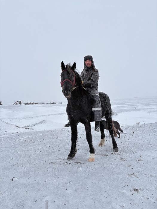 Айғыр сатылады міңгі