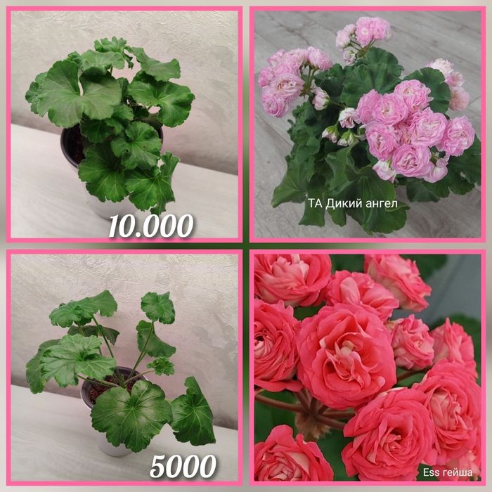 Укорененные черенки пеларгоний