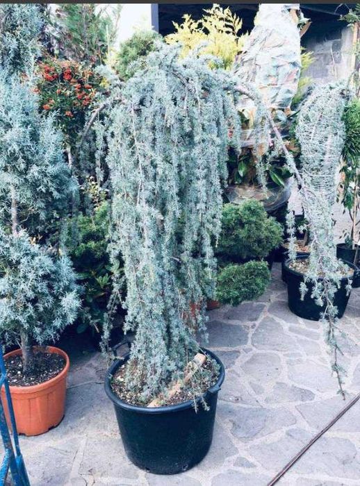 Plante Decorative pentru Grădini și Curți Premium