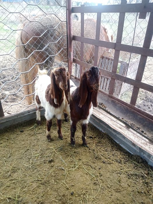 Продам козлят камори