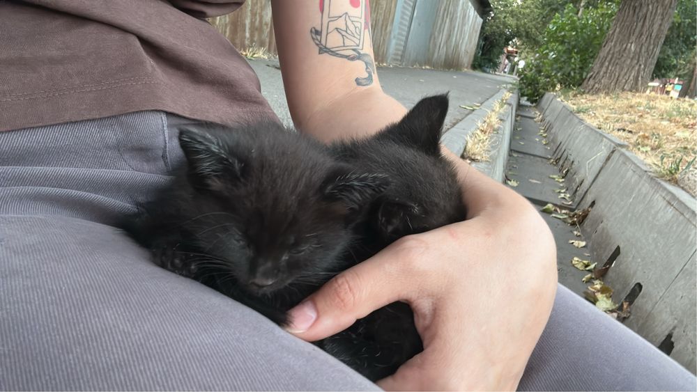 Котята черные мальчик и девочка бесплатно в добрые руки