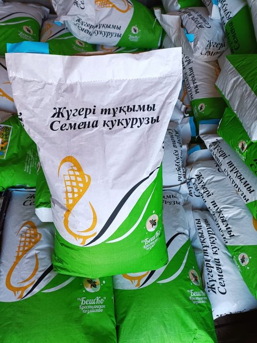 Семена кукурузы. Жүгері. Кукуруза. Ұрықтық жүгері