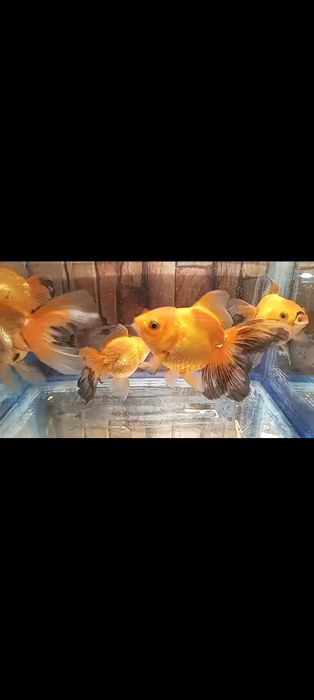 Продам Черно-красную Оранду