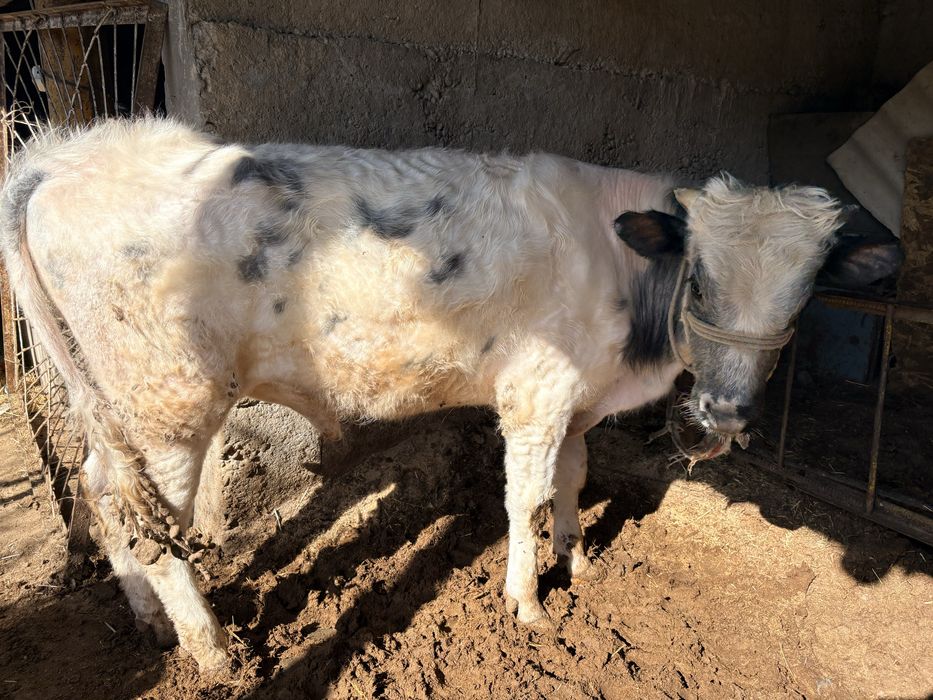 3 бука сатылады.