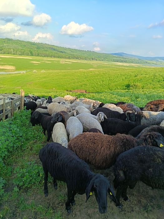 Vând miei karakul