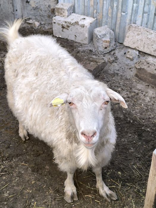 Семыз Ешкылер сатылад.