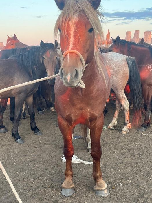 Жеребец 4 года полутяж