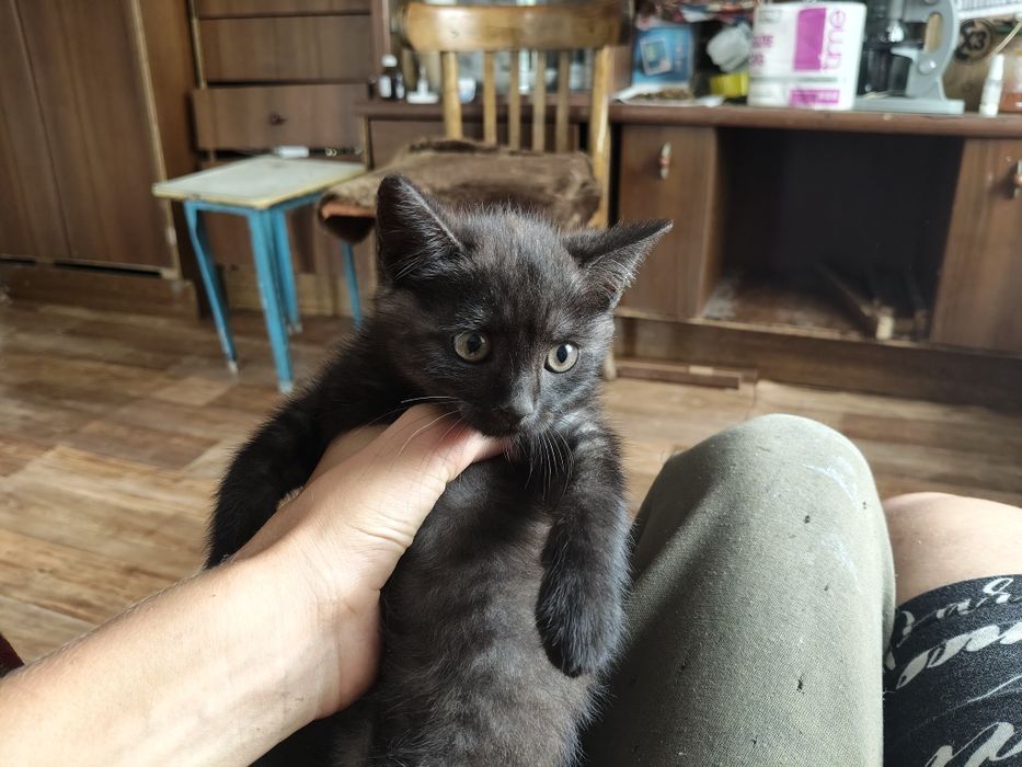 Отдам даром котят