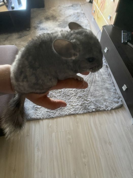 Продам шиншилу 1.5 месяцев