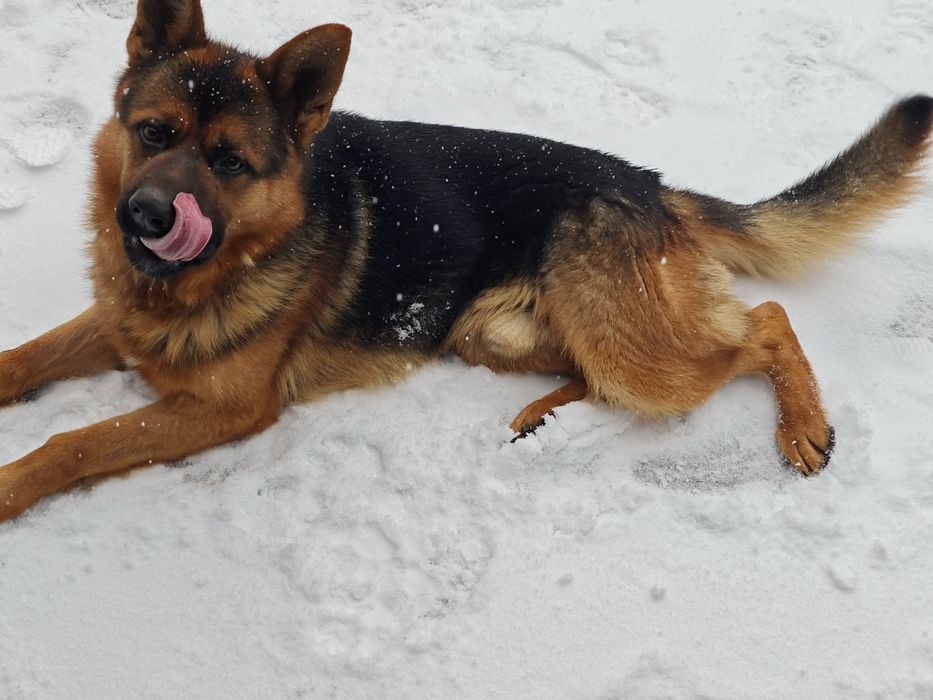 Немецкая овчарка на вязку.