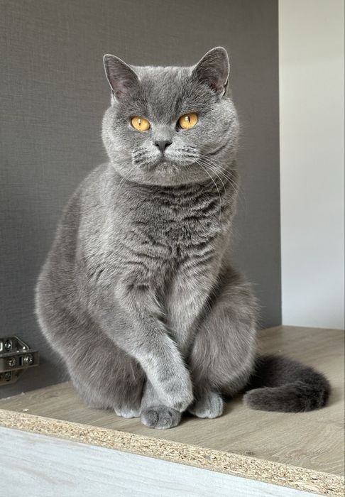 Мъжко синьо британско коте