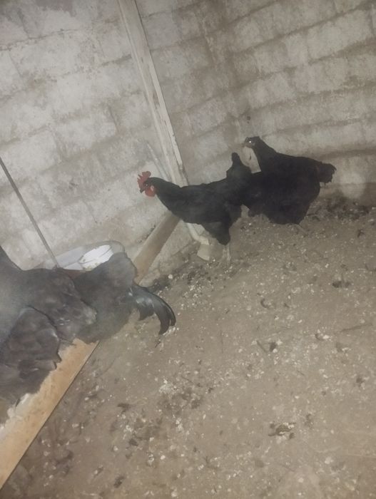 Qora shahzoda tovuq xoʻroz sotiladi