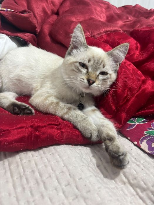 Отдам котенка в хорошие руки