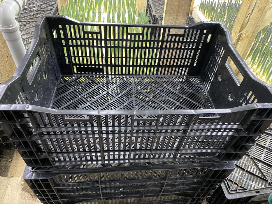 Продаю голланские ящики (пласмасовые)